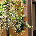 Gasthof La Polena - Vista Mare Vernazza